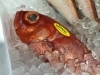 「魚魚市場鮮魚コーナーおすすめは「キンメダイ」です♪」