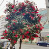 「花粉症は事前の予防が重要ですね。」