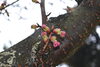 サクラ「引揚記念公園桜情報」