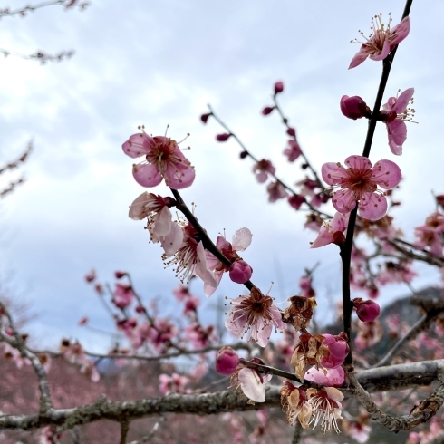 「道の駅木曽福島『梅の花』そろそろ見納め…」