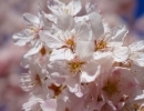 🌸相模原公園の桜🌸
