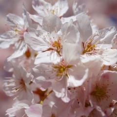 🌸相模原公園の桜🌸