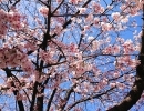 駅前の桜並木