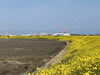 中山川河口左岸に一面に広がる菜の花「菜の花がひろがる、中山川の河口(2024年3月22日)」