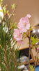 生け花「3月25日(月)」