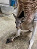 「アカカンガルーの赤ちゃんが顔を出しました！」