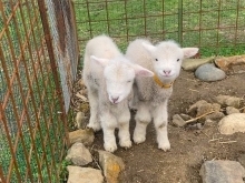 羊やウサギはもちろん、ポニーの乗馬体験も！　舞鶴市にある農業公園、ふるるファームで動物たちとふれあおう！