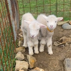 羊やウサギはもちろん、ポニーの乗馬体験も！　舞鶴市にある農業公園、ふるるファームで動物たちとふれあおう！