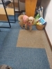 教室をお散歩「マスコット犬のさくらです【塾、大在、個別指導、小学生、中学生、高校生】」