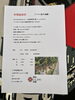 トマト狩りチラシ「トマト狩りやります[豊明市沓掛町トマト直売所]」