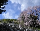 【庵原山一乗寺】静岡市/清水区/寺/坐禅/法要/供養/イベント/花見/桜