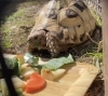 「ヒョウモンリクガメのご紹介♪」