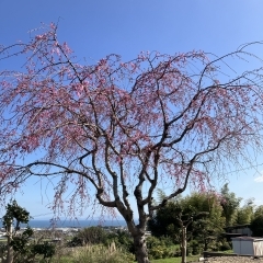 合同慰霊祭