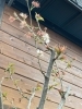 店頭の桜桃「さくら」