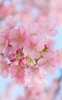 今日はさくらの日🌸✨「🌸3月27日 今日はさくらの日🌸【宮崎市 LIHI 女性専用 完全予約制 リラクゼーションサロン】」