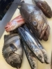 四国直送便のお魚達…石鯛、アカムツ、とびうお…他「歓送迎会がピークの華かぐら‼️」