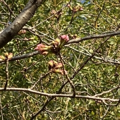 鶴林寺　桜🌸情報