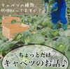 「ちょっとだけキャベツのお話し。」