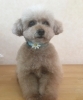 プーちゃん、トリミングでした。「トリミング」