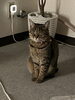 「こむぎ日記꙳★*ﾟ」