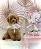 ちっぷちゃん「ファースト・トリミング&サロンから」
