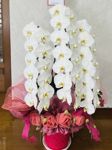 素敵な胡蝶蘭ありがとうございます💖「💝12周年記念キャンペーン💝」