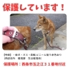 「迷い犬の情報です！【西部支所　環境課　生活環境係】」
