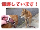 迷い犬の情報です！【西部支所　環境課　生活環境係】