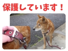 迷い犬の情報です！【西部支所　環境課　生活環境係】