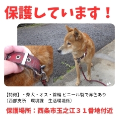 迷い犬の情報です！【西部支所　環境課　生活環境係】