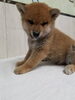 「【WAN'S】新しいワンちゃんのご紹介！柴犬　オス」