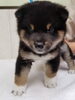 「【WAN'S】新しいワンちゃんのご紹介！柴犬　オス」