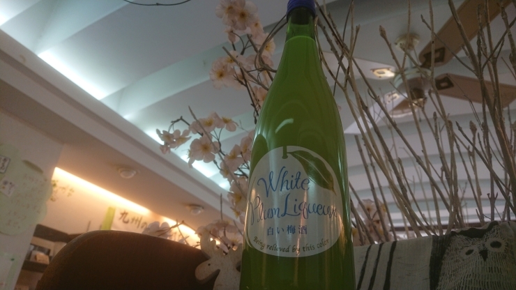 みんな大好き梅酒+乳酸菌の「白い梅酒」「白い梅酒(延岡市/梅酒/花見/贈り物)」