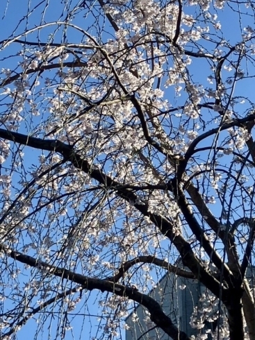 「しだれ桜が咲き始めました　　
　　【樹木葬　オリーブ光の庭園　東京都　杉並区　新高円寺　管理費不要】」