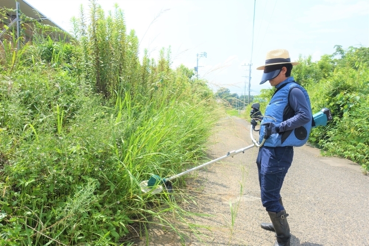 お庭の雑草の草むしり、庭木の枝の切り取り、庭への除草剤の散布、草刈りとゴミの処分、物置の解体処分、庭木の高い所の剪定 、物置の組立、設置、雨どいの掃除、芝刈り、アパートの共用部分の草刈り、立木の伐採、木や花の植え付け、植木の根の除去 | 激安草刈り伐採剪定 ...