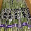 「ギョギョギョ！！ 今年も出荷が始まったよー✨ 岩手県産　「行者菜(ぎょうじゃな)」」