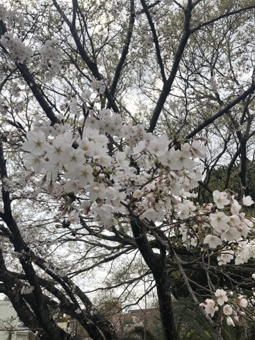 八女公園の桜「やっと春らしく」