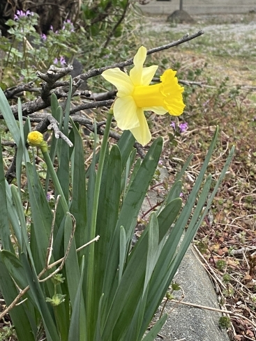 自宅の花壇に咲きました。「只今、4月20日まで、調査料金10%オフ　相談・下見調査無料　女性相談員在籍（安心です）　完全秘密厳守　『平成7年、創業。調査の青葉グループ　茨城-つくば・土浦、群馬-前橋・高崎、埼玉-熊谷・上尾　千葉-松戸・柏　 で探偵32年の信頼と実績」