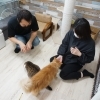お花見にお出かけの際は、ぜひ猫カフェにも遊びにいらしてください♪【入間市/猫カフェ/保護猫/譲渡/ペット保険/猫/相談/子猫/ラグドール/ノルウェージャン/マンチカン/おやつタイム/アメショー/スコティッシュ/三毛猫/黒猫】