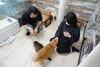 おやつタイムは大騒ぎな猫らです。「お花見にお出かけの際は、ぜひ猫カフェにも遊びにいらしてください♪【入間市/猫カフェ/保護猫/譲渡/ペット保険/猫/相談/子猫/ラグドール/ノルウェージャン/マンチカン/おやつタイム/アメショー/スコティッシュ/三毛猫/黒猫】」