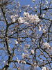 咲きました！（2024.04.01撮影 城山公園）「🌸🌸新見市開花宣言🌸🌸「新見市の桜特集2024」も更新しました」