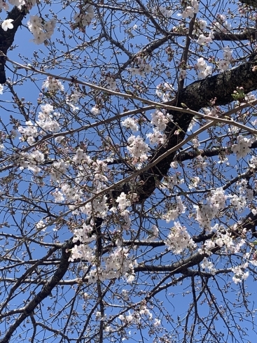近くの公園の桜も咲き始めました🌸「おうちほいくえん すてっぷ、新年度スタート🌸、 0・1・2歳児の保育園、少人数制、月極・一時保育 園児募集中です♪」