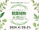 観葉植物大売り出しのお知らせ📢