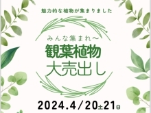 観葉植物大売り出しのお知らせ📢