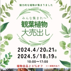 観葉植物大売り出しのお知らせ📢