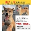 「迷い犬を探しています【新居浜市 多喜浜】」