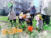 ちゅうりっぷが咲きました❤️「入園・進級おめでとうございます🎊【交野市・小規模保育園】」