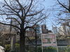 「目黒川沿いで」