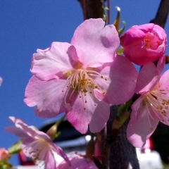 河津桜の苗に花が咲きました。