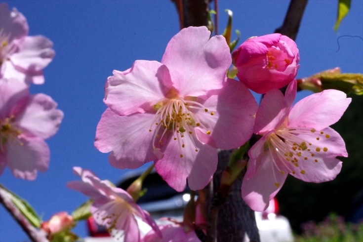 「河津桜」苗木に早くも花が咲いて域の方もびっくり「河津桜の苗に花が咲きました。」